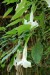 Brugmansia bílá plnokvětá- Madeira